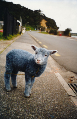 janluzar:  Blue sheep