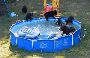locuras1000:  El día que una familia de osos hizo uso de la piscina