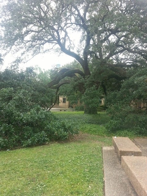 opalborn:LSU’s quad and environs, featuring a fountain I read on a lot because I am actually B