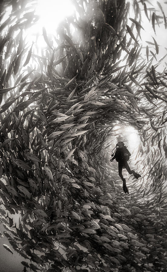 stelladives:  trynottodrown:  Alice | Anuar Patjane  Lunch.