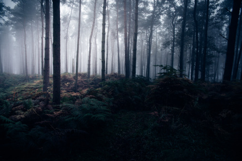 ardley:The Heart of the ForestPhotographed by Freddie Ardley
