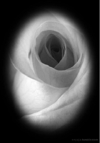 She was his secret rose, soft, pale &amp; fragile.  Stained dark with an intoxicating
