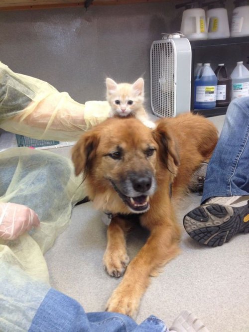 thecutestofthecute: cubebreaker:Boots the Kitten Nanny helps acclimate kittens 2-7 weeks old to dogs