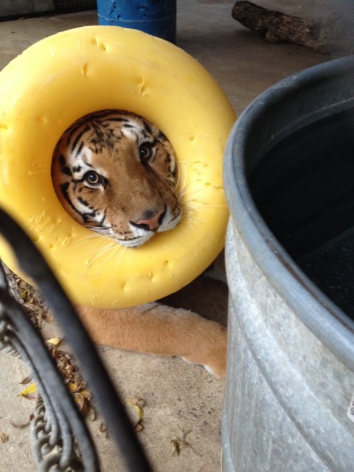 srafandseedpods: OH MY GOD one of our tigers did this (and it isn’t stuck on his head; one of 