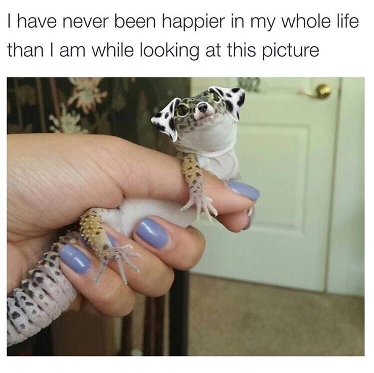 babyanimalgifs