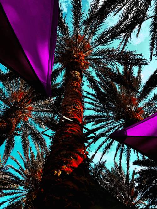 Date Palm, Miami FL