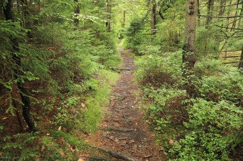 Blinded by the green (redux): Blackwater Canyon, Panel 2.