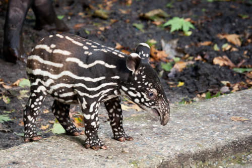 Malayan Tapir (Tapirus indicus)