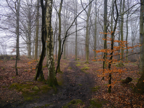 Forest path by vanstaffs on Flickr.