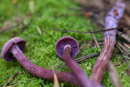 steepravine: Amethyst Deceiver Gorgeousness (Sonoma Coast, California - 1/2016)