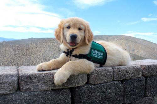 Newark is a male golden retriever who is 9 weeks old. He is being raised through Guide Dogs for the 