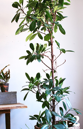 Brocante S Cyclopedia タイサンボク リトルジェム Magnolia Grandiflora Little Gem Brocante S Cyclopedia タイサンボク リトルジェム Magnolia Grandiflora Little Gem