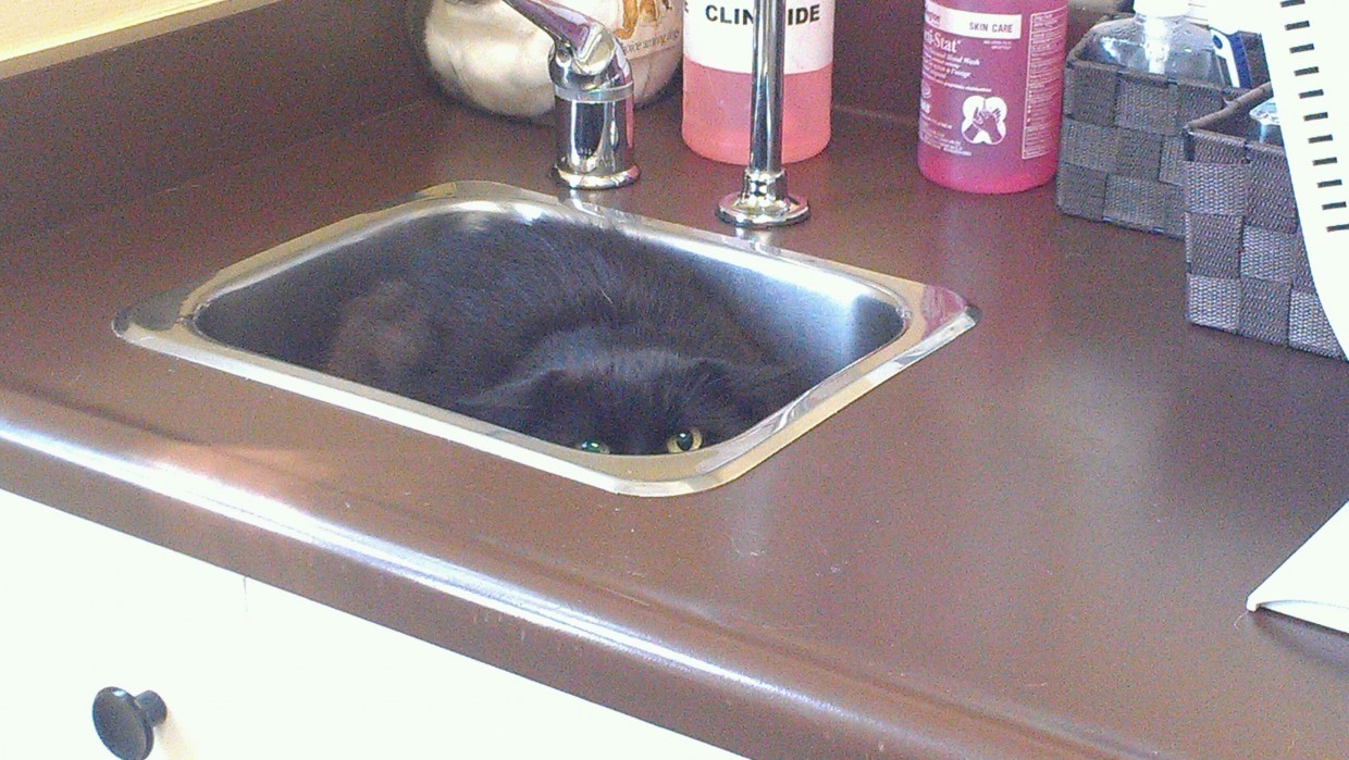 allie-rva:omg-becool-things:Pets Had No Idea They Were Going To The Vet.Omg those
