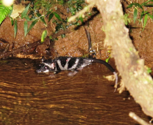 On The Topic Of Different Unrelated Aquatic Mammals Wasn't There Also One Marsupial That Became Aquatic