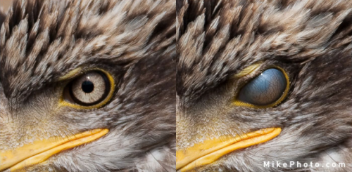 nature-and-biodiversity:Nictitating Membrane: a transparent or translucent third eyelid present in s
