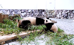 pandasgifs:   baby panda run, catch me mom! (x) 