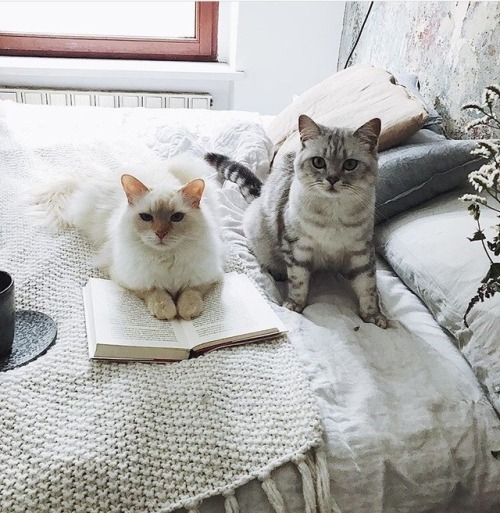 friendly-animals: friendly-animals:  (Source)  Follow Our New Instagram: animals_lovers_ig (: 