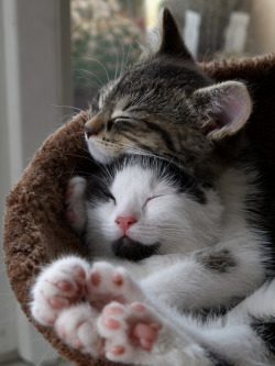 indecently:  Kitten sisters’ hug (by Zruda)