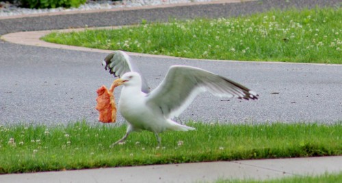 slothshark:I went outside this morning to put some trash in the trash can which was out on the curb,