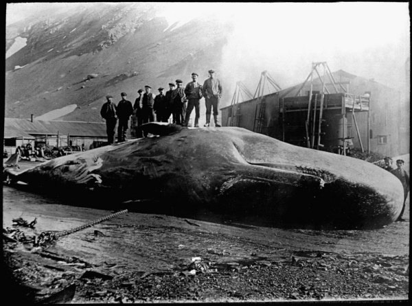 Vintage sperm whale photo. &ldquo;The aorta of a whale is larger in the bore