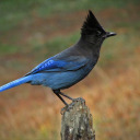 buggybird:todaysbird:  i really like when crows just insert themselves into a group