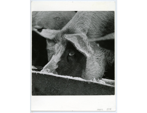 Pig At Feed Trough, 1955. Photograph By Joe Munroe. This Photo Is Genuinely Haunting To Me.