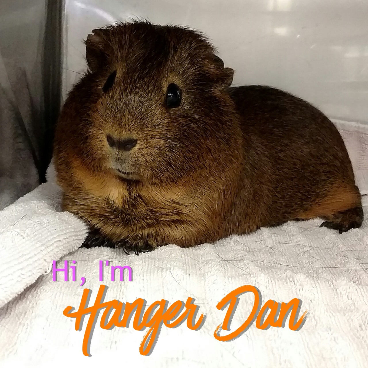 Neural networks can name guinea pigs