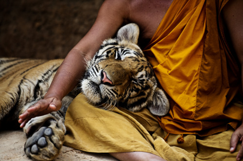 nubbsgalore:buddhist monks at the wat pha luang ta bua in kanchanaburi, thailand. photos by athit pe