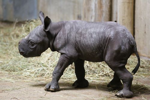 Black rhino Black rhinos are critically endangered on the savannas of southwestern Africa and one bl