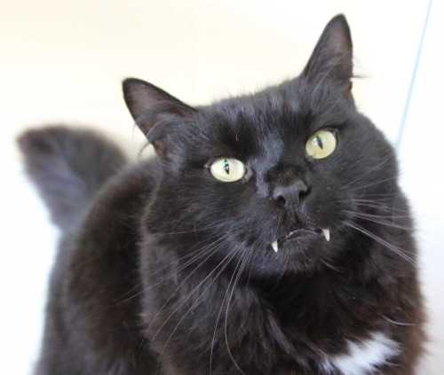What Kind Of Cat Would Callie Be