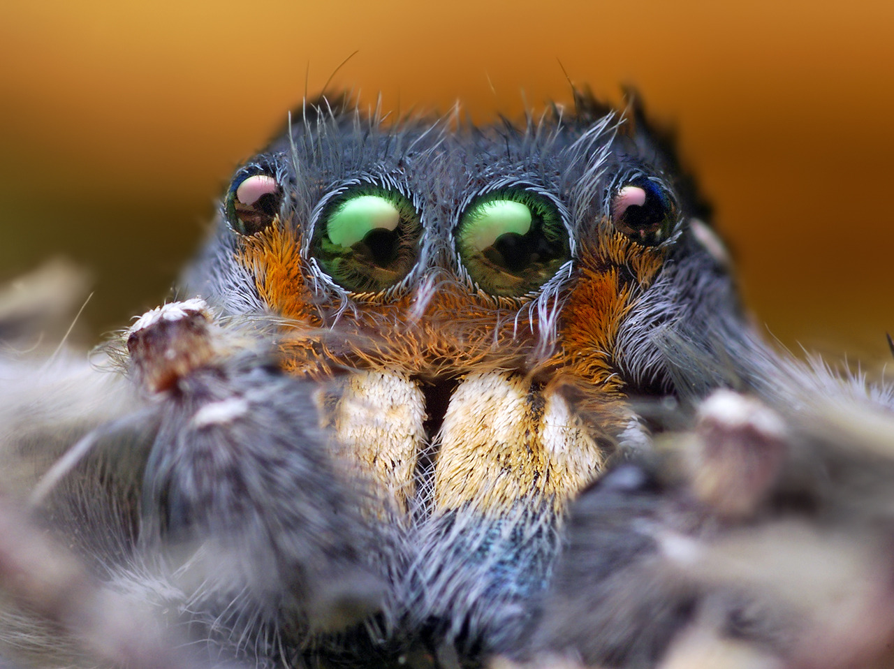 wondrousalice:  Microphotography of spiders being cute. 