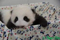 giantpandaphotos:  Yuan Yuan’s cub, nicknamed