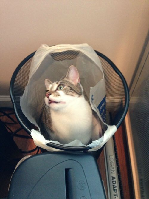 catsbeaversandducks:10 Cats That Woke Up Feeling Like Garbage “Look I just want to be alone for a wh