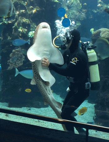 poonarts:  toomuchlamenotenoughbears:  fluffyflareon:  ayellowbirds:  hoediac:  the-monochrome-jester:   glitterysquidily:   canidteeth:   waywardfangir1:   iwillregretthistommorrow:   pickled-watermelons:   cyanbabe:  sharky-sharks:  Why do you like