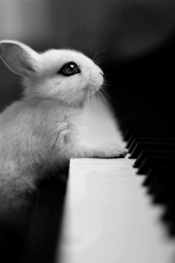 heartsofmymatter:  Awww that little face!!!  Just a bunny.  Playing the piano.  Because it&rsquo;s awesome.