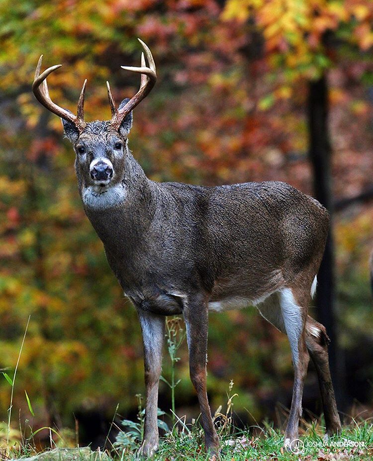 Whitetail buck from this evening (11-3-16), southern Ohio.
#whitetail #whitetaileddeer #deer #buck #deerhunting #wildlife #ohiowildlife #discoverohio #animal #nature #fall #ohio