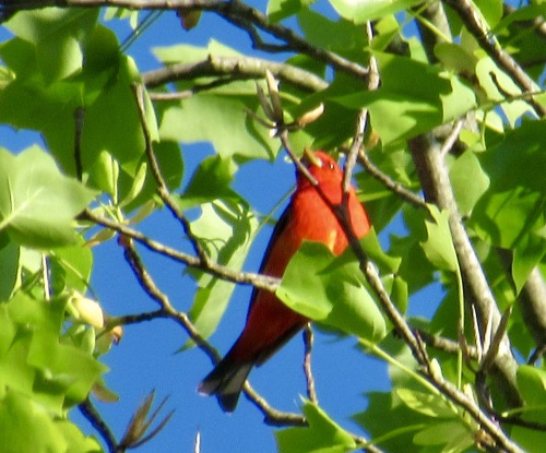 geopsych: He was way up at the top of a very tall tree so the pictures aren’t very good but I 