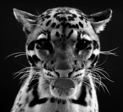 blazepress:  Leopard by Martin Valent.