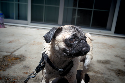 Wet pug is sad pug. 