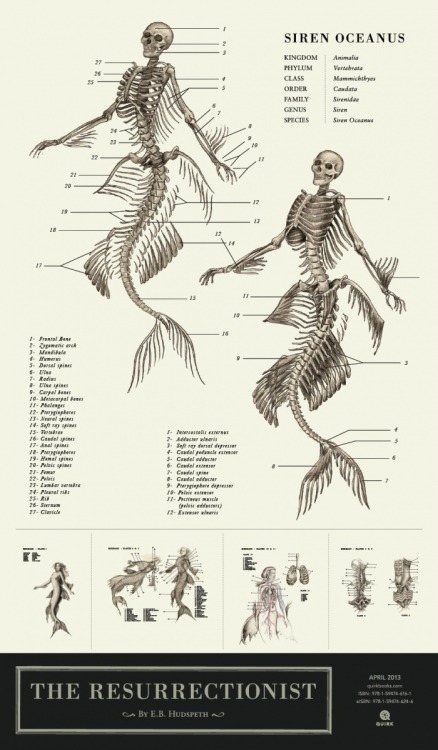 ignissannat:  Mermaid anatomy  porn pictures