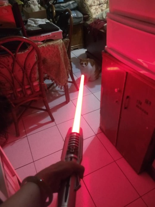 Got the Black Series Darth Revan lightsaber. My cat thinks the lightsaber buzzing noise is cat angry