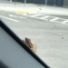 Hitch hiker