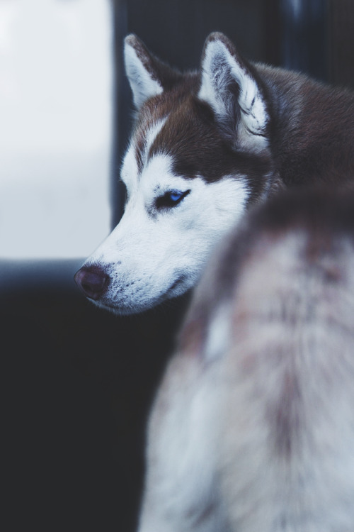 envyavenue:Husky | Photographer