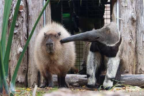  Fred the capybara and Tullah the giant anteater are #FriendshipGoals! Dallas Zoo