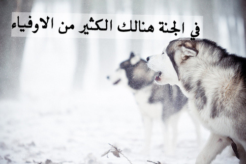jnnah:  الجنـة تستحقكم جميعا .. فلا تبخلوا علي أنفسكم بها ..  أعملوا الصالحات واجتنبوا المحرمات السيئات .. الجنة يوماً ما يلتقي بهـا كل الاحباب