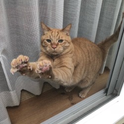 chikuwathecat:The screen door is also a claw trimmer board for me. 網戸は僕の爪研ぎでもあります。