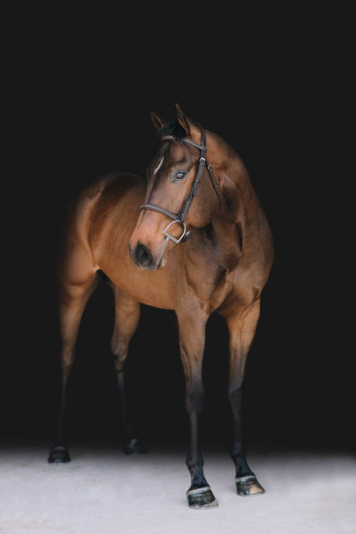 nsphotographs:Bentley // Equine Portraiture by Nicole Schultz Photography