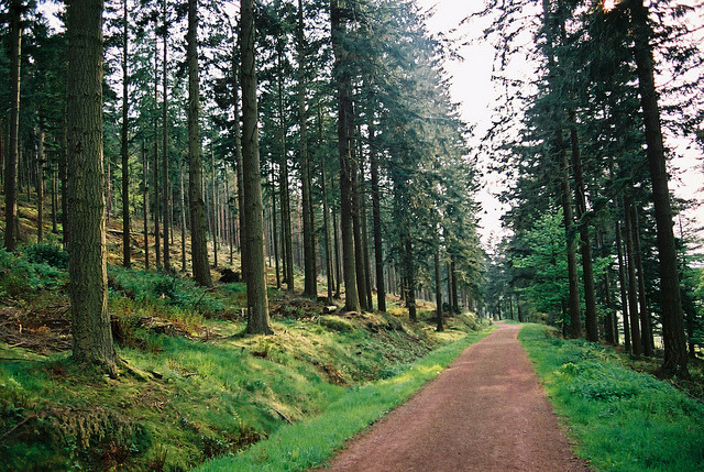 naturas:  Woodway by seymikins on Flickr. 