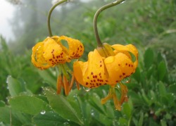 justemoinue2:Mount Rainier Medley Lilies @coyoteekiller! I see lilies here!!! Beautiful. 💖