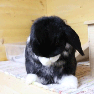 tokkeki:  teti 🐰 neo